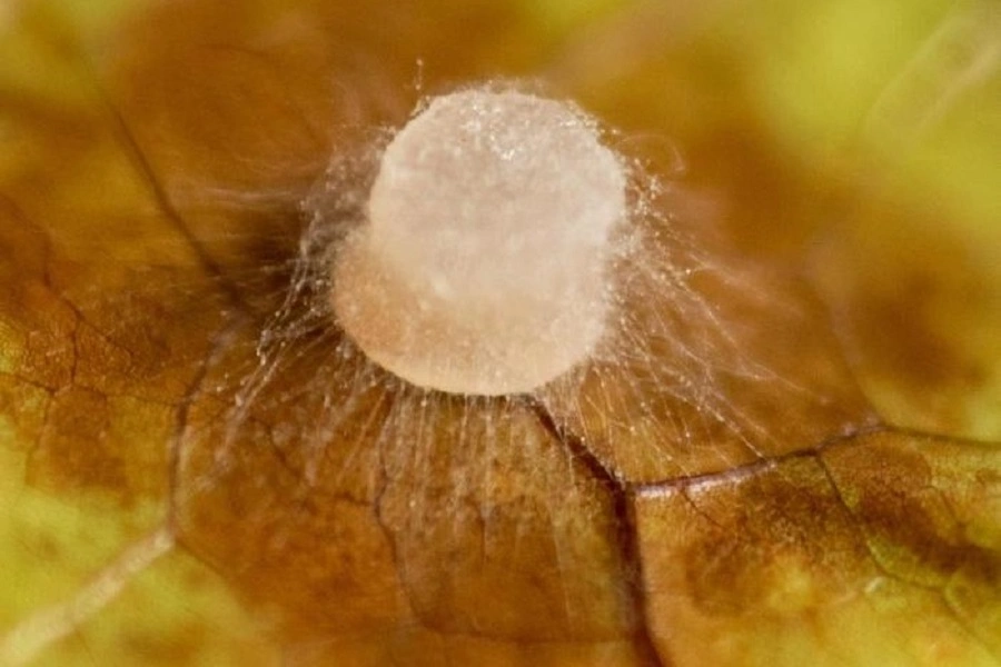 yellow cacao plant leaf infected with fungal mycelium